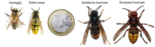 vergelijking hoornaars