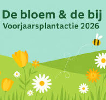 de bloem en de bij