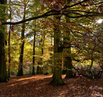 Park De Mik in de herfst