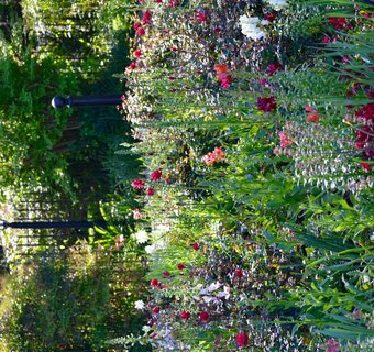 BLOEMEN