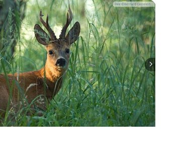 ree klein schietveld