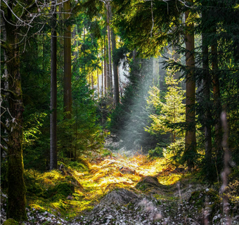 Stiltewandeling- Krachtdieren, Natuur en insecten